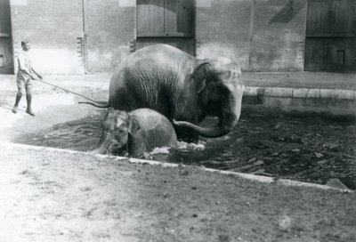 Ein asiatisches Elefantenbaby und ein erwachsenes Weibchen, Lukhi, baden in ihrem Pool mit ihrem Trainer am Beckenrand, 1923 von Frederick William Bond